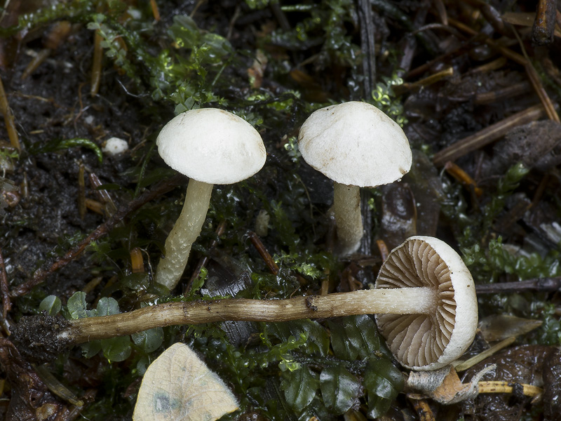 Hebeloma ischnostylum